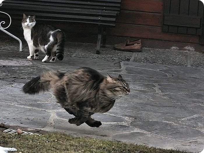 стремительно летящий кот