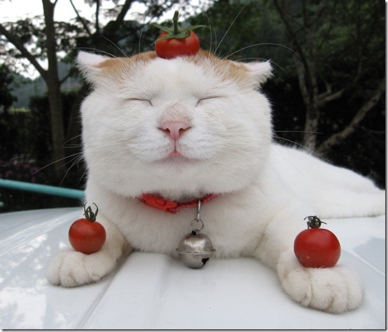 медитирующая кошка
