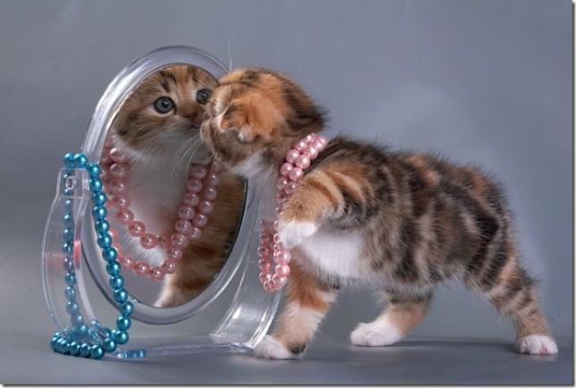 pink-cat pink-cat