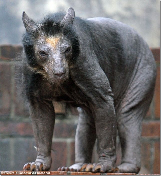 белый медведь