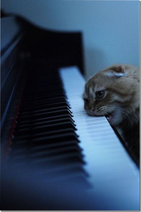 кот пианист